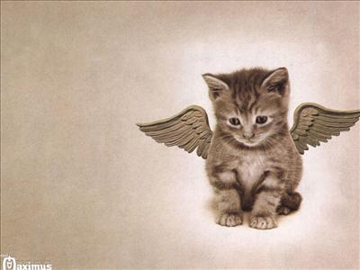 angel cat