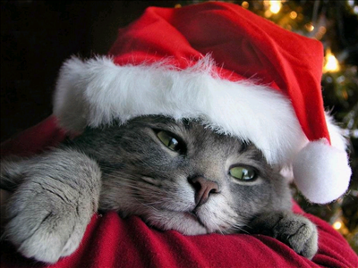 Christmas cat