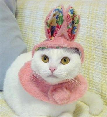 bunny cat