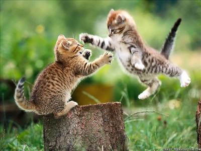 fight cat