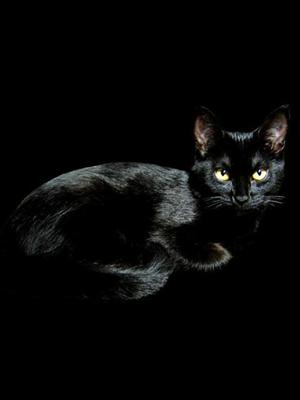 black cat