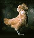 Congrats you own a virtualchicken!
