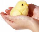 Congrats you own a virtualchicken!