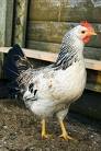 Congrats you own a virtualchicken!