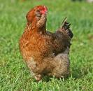 Congrats you own a virtualchicken!