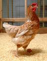 Congrats you own a virtualchicken!