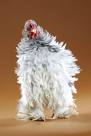 Congrats you own a virtualchicken!