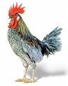 Congrats you own a virtualchicken!