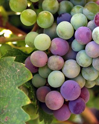 grapes
