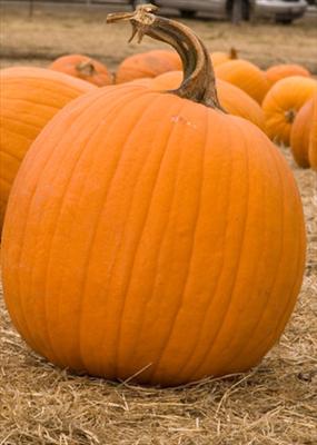 pumpkin