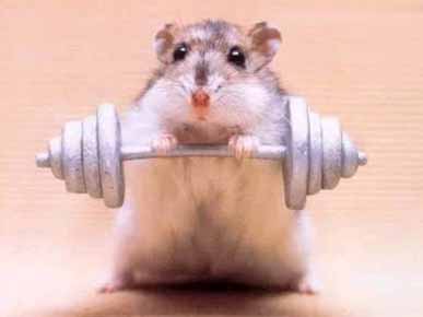 Rodent