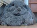 BUNNY