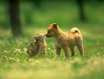 dog/cat