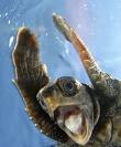 Jammie Dodger