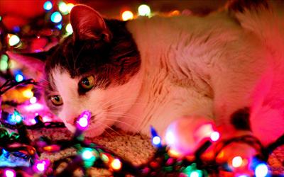 Twinkle twinkle sparkle sparkle :)