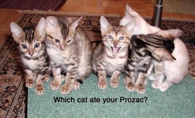 Prozac kitty