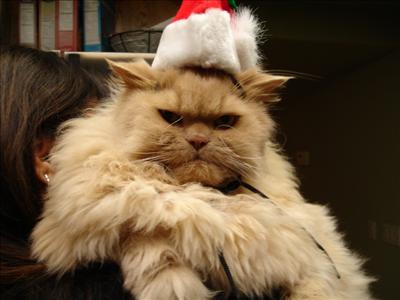 Ho ho ho... can I go now???