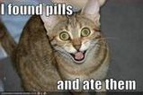 Happy kitty :)