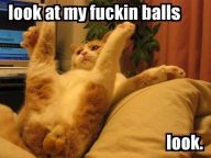 My balls- my balls, my luvly kitty balls.....
