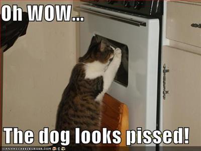 The dog?? Nooo, I havent seen him all day...