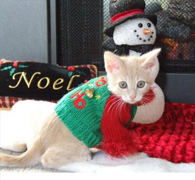 I iz wearin me xmas jumper, mummy madz it for me 