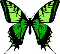 Green Butterfly