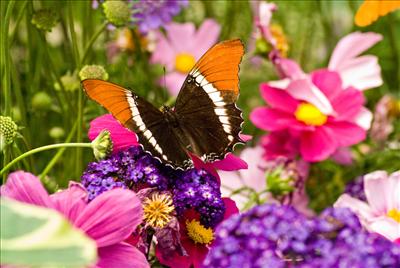 bUTTERFLY