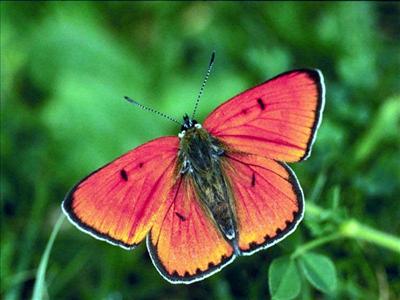 rED bUTTERFLY