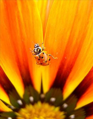 Orange Ladybug
