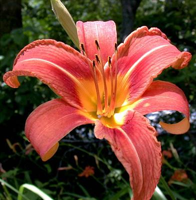 Lilly