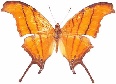 Orange Butterfly
