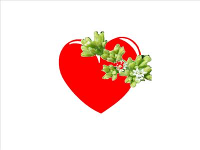coeur plante