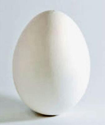 Uovo