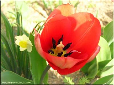 tulipe