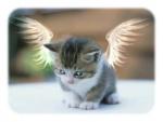 Chat aux ails