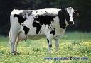 Vache