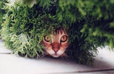 Chat discret