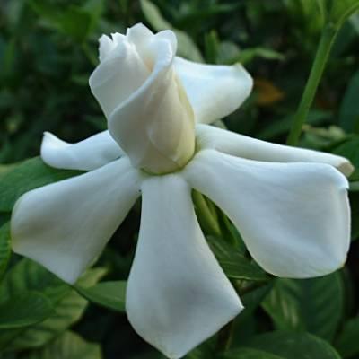 gardenya