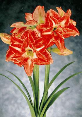 amaryllis