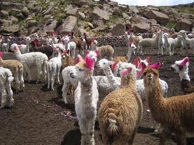 Send in the Army!-Llamas