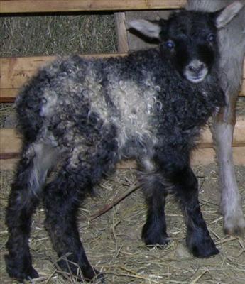Intimidation-Lambs