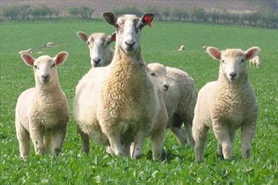 Send in the Army!-Lambs