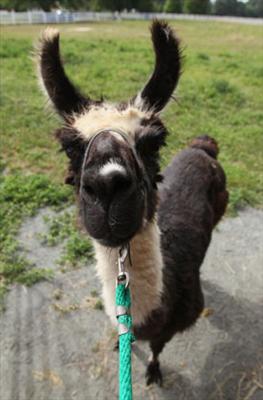 Intimidation-Llamas
