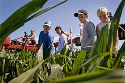 Memories of Detassling Corn 