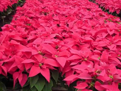 Extra Chritmas Money Doing OT At Mid-American Growers