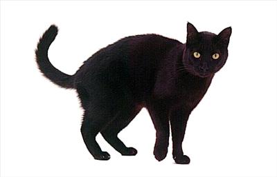 Black Cat