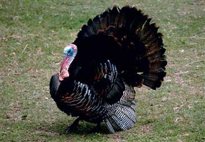 turkey