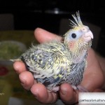 Cucciolo