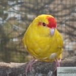 Kakariki