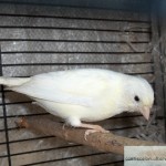 Bianchetto